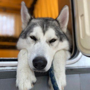 Das Bild zeigt den Hund eines unserer Kunden