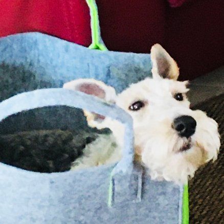 Das Bild zeigt den Hund eines unserer Kunden