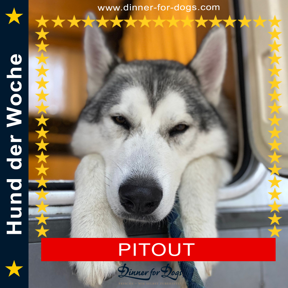 Das Bild zeigt den Hund eines unserer Kunden