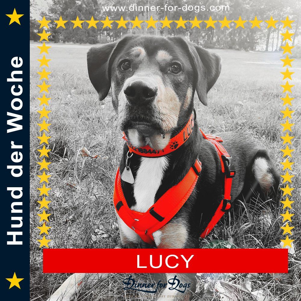 Das Bild zeigt den Hund eines unserer Kunden