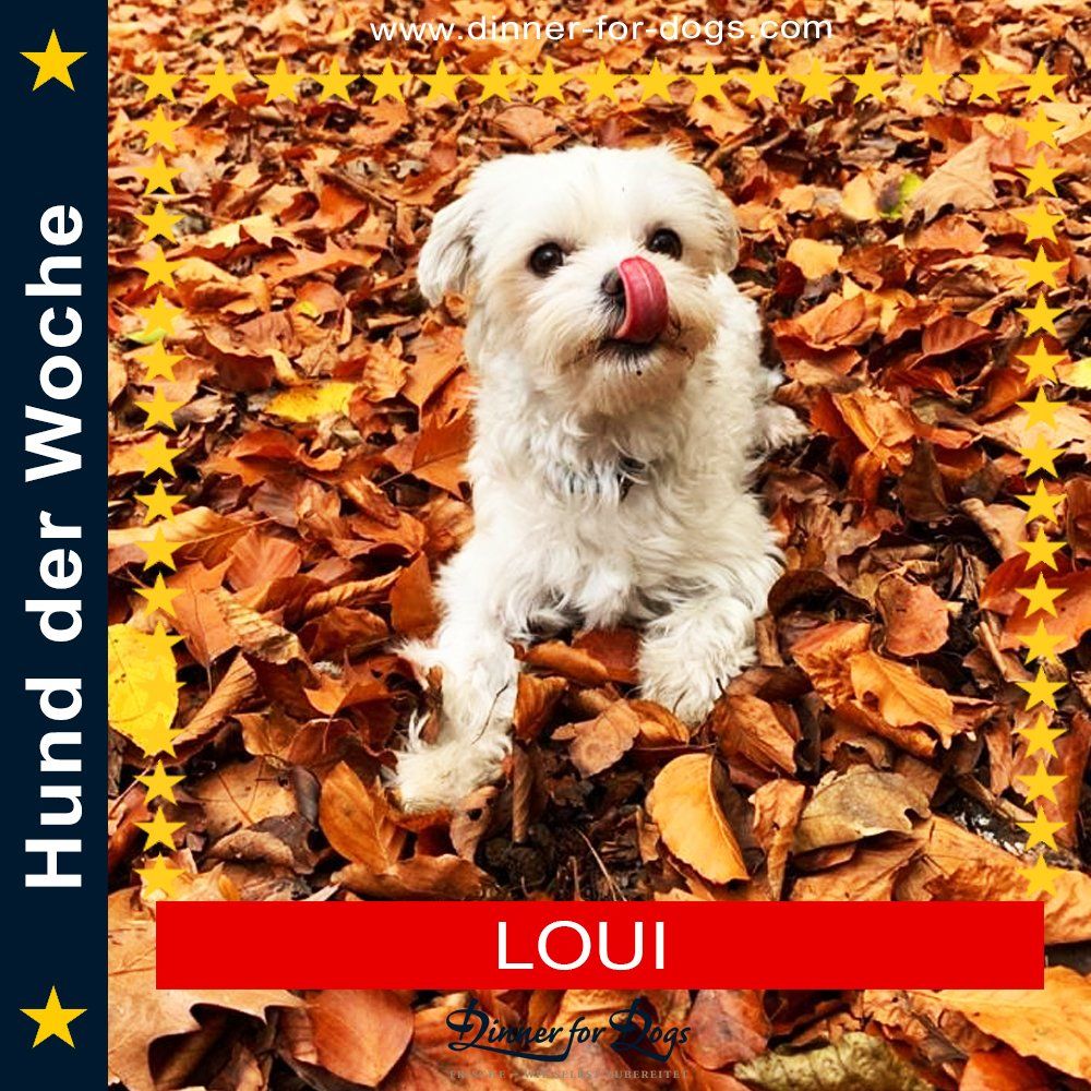 Das Bild zeigt den Hund eines unserer Kunden