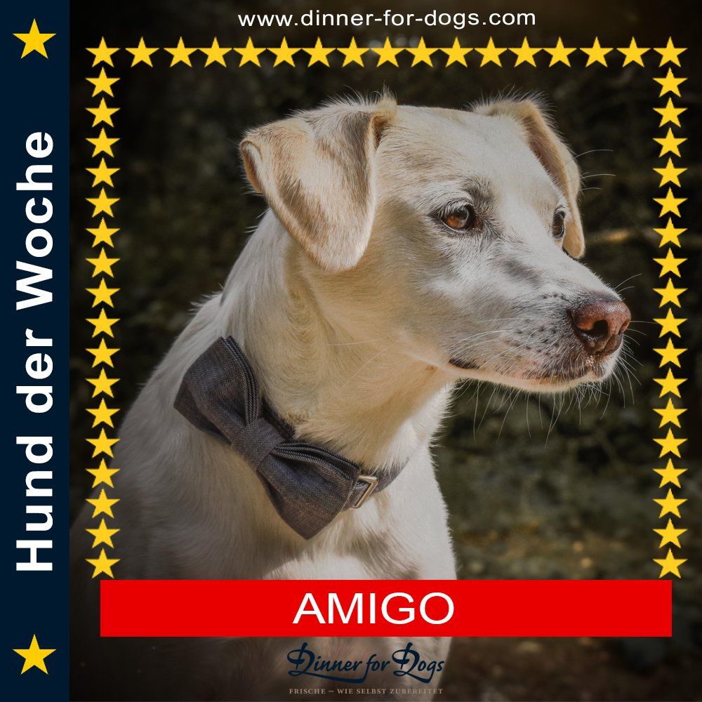 Das Bild zeigt den Hund eines unserer Kunden