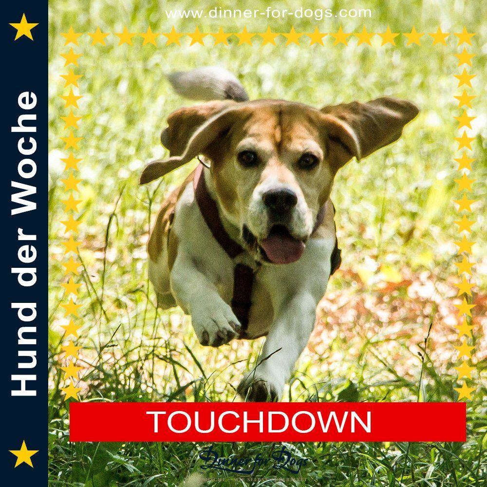 Das Bild zeigt den Hund eines unserer Kunden