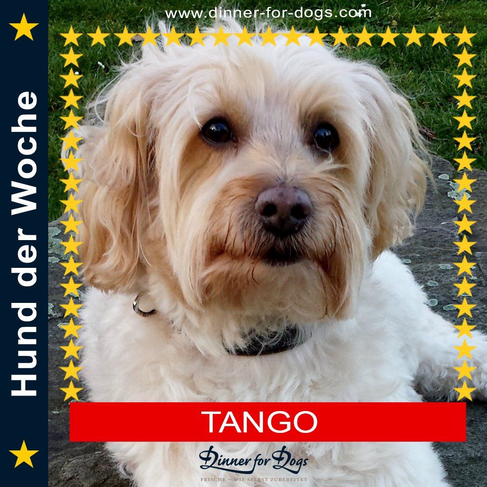 Das Bild zeigt den Hund eines unserer Kunden