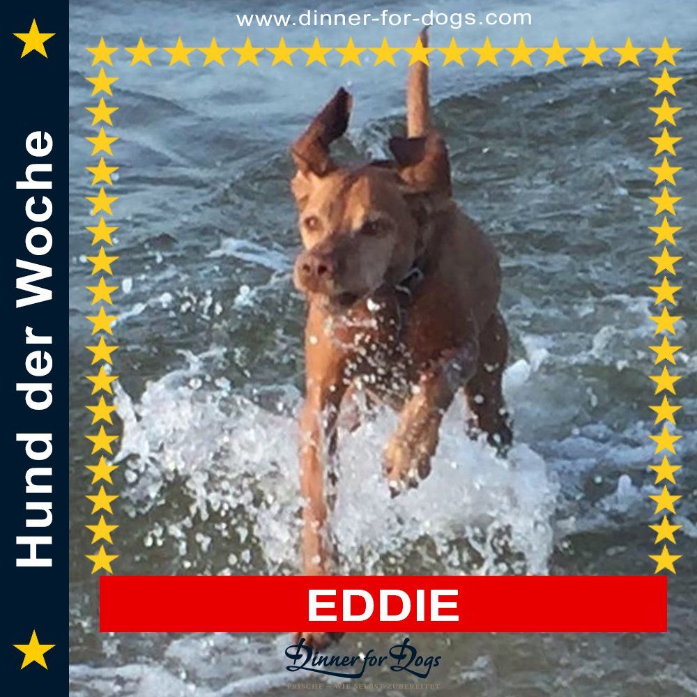 Das Bild zeigt den Hund eines unserer Kunden