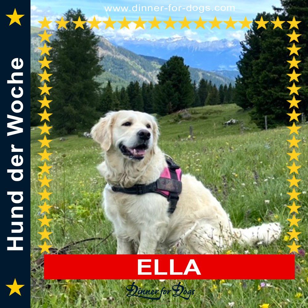 Das Bild zeigt den Hund eines unserer Kunden