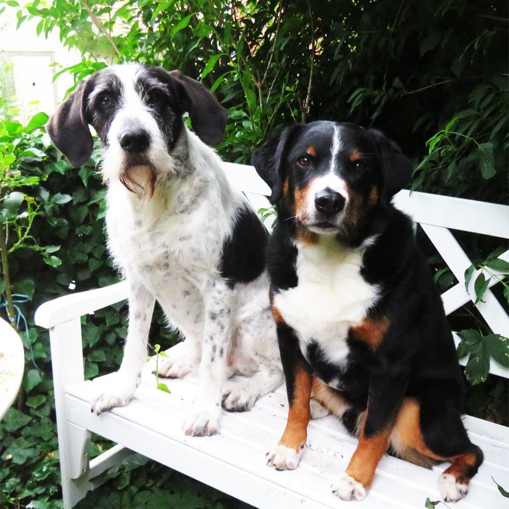 Das Bild zeigt den Hund eines unserer Kunden