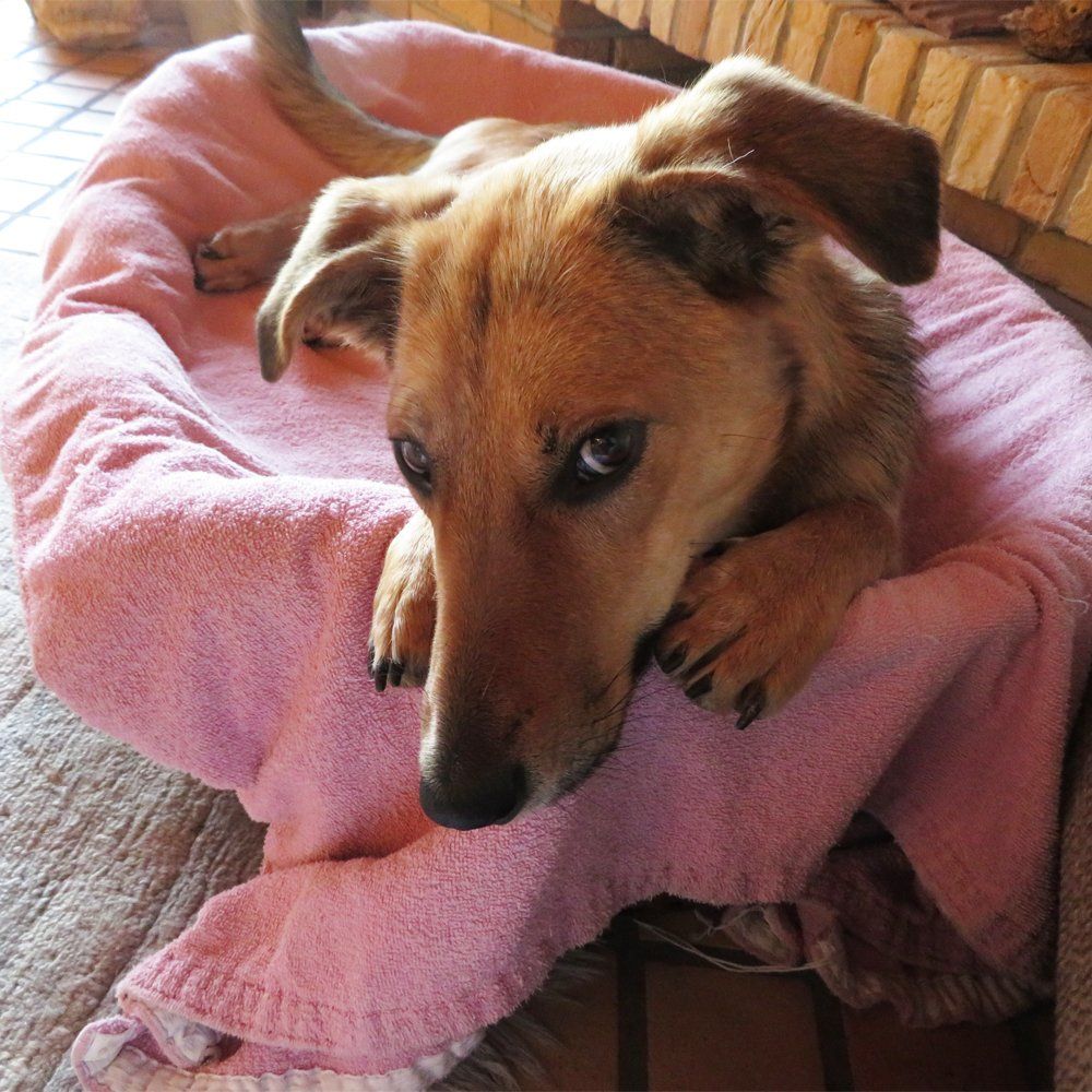 Das Bild zeigt den Hund eines unserer Kunden