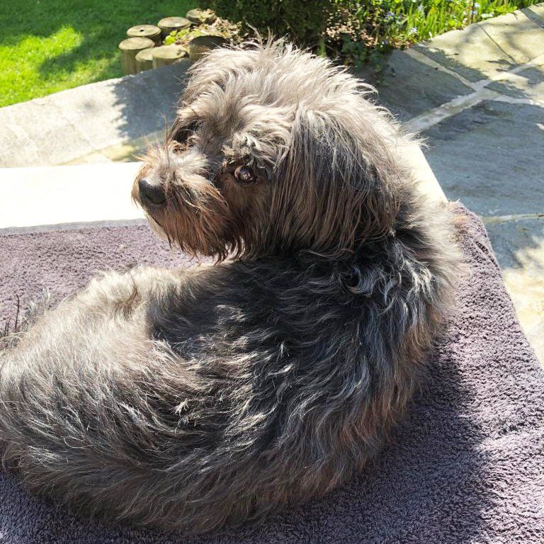 Das Bild zeigt den Hund eines unserer Kunden