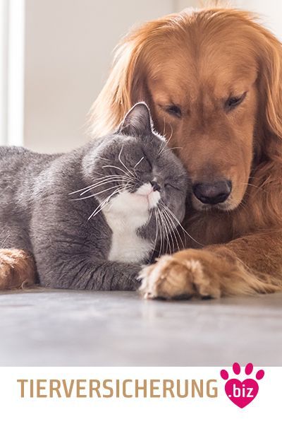 Das Bild zeigt einen Hund aus den Kundenfeedbacks