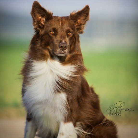 Das Bild zeigt den Hund eines unserer Kunden