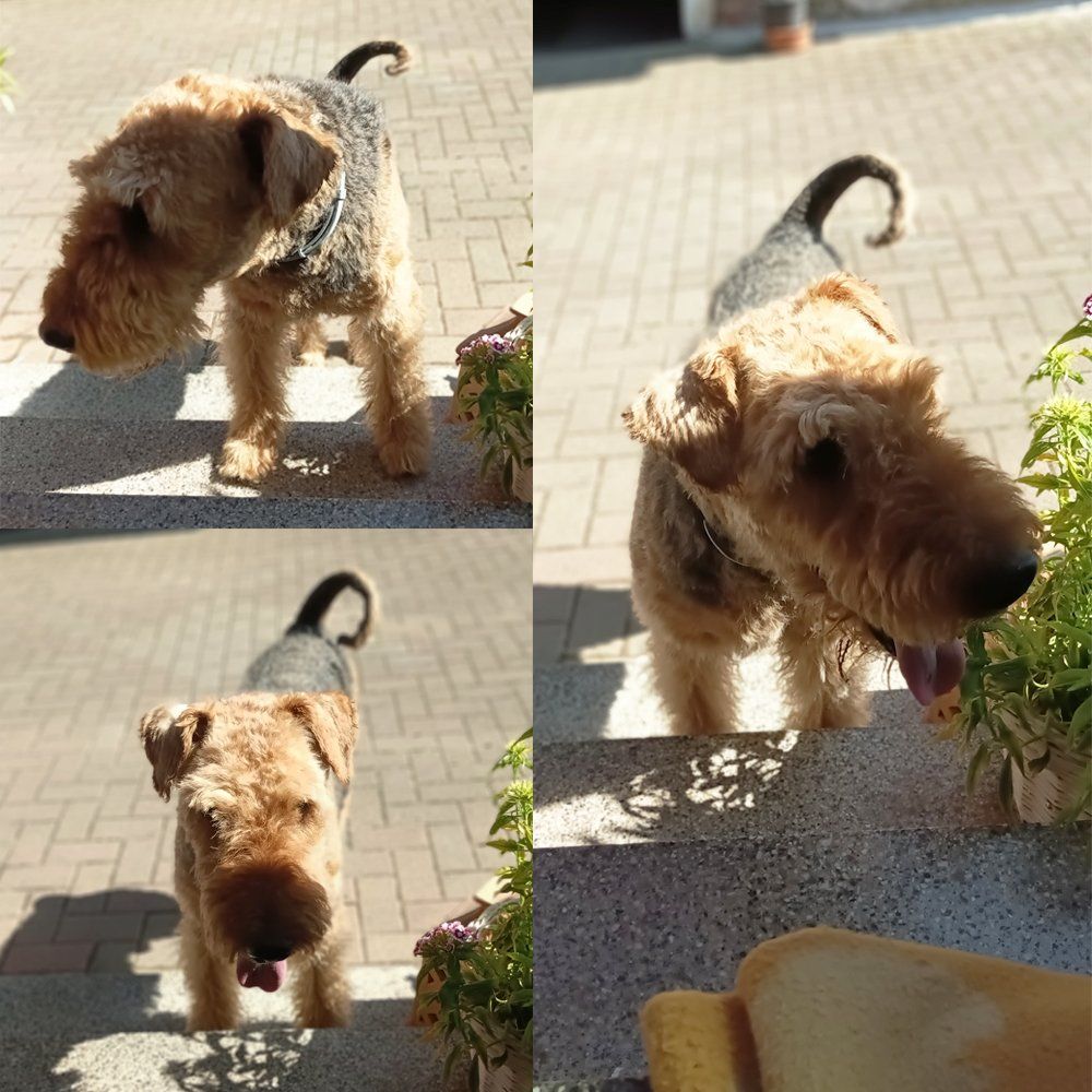 Das Bild zeigt den Hund eines unserer Kunden