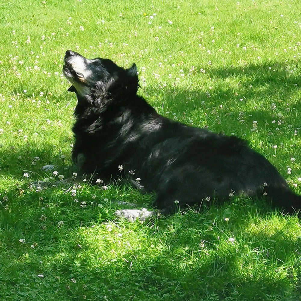 Das Bild zeigt den Hund eines unserer Kunden