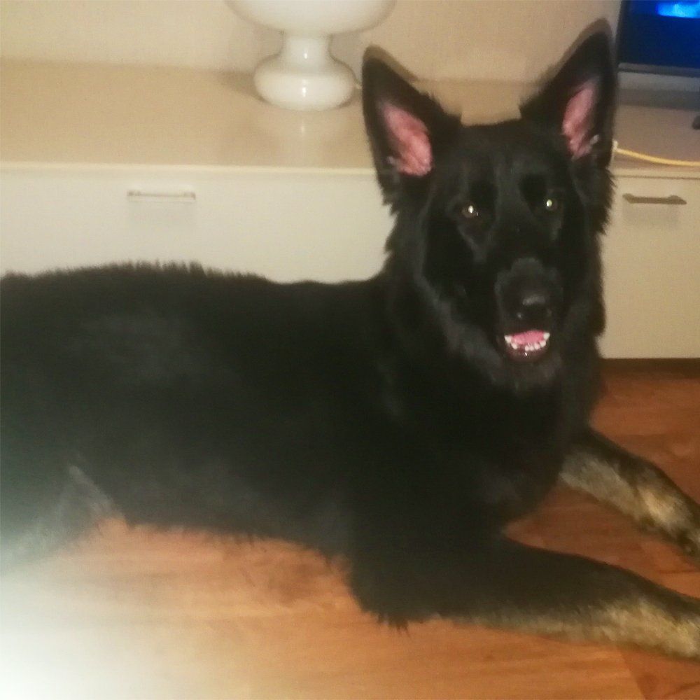 Das Bild zeigt den Hund eines unserer Kunden