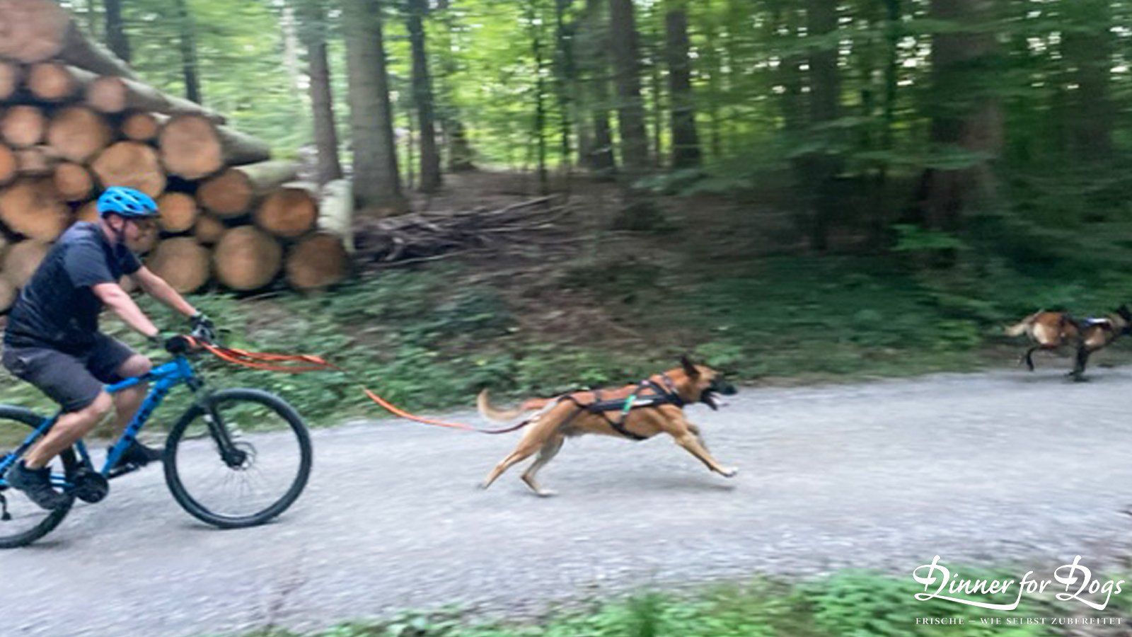 Das Bild zeigt die Dinner for Dogs-Markenbotschafterin Julia Perr auf einem Sportevent