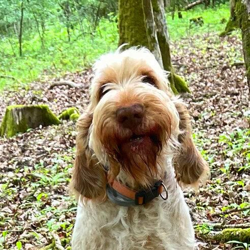 Das Bild zeigt den Hund eines unserer Kunden