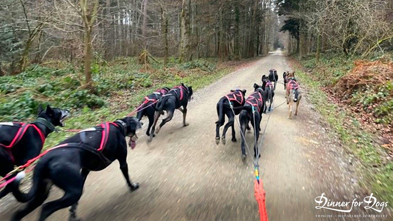 Das Bild zeigt die Dinner for Dogs-Markenbotschafterin Julia Perr auf einem Sportevent