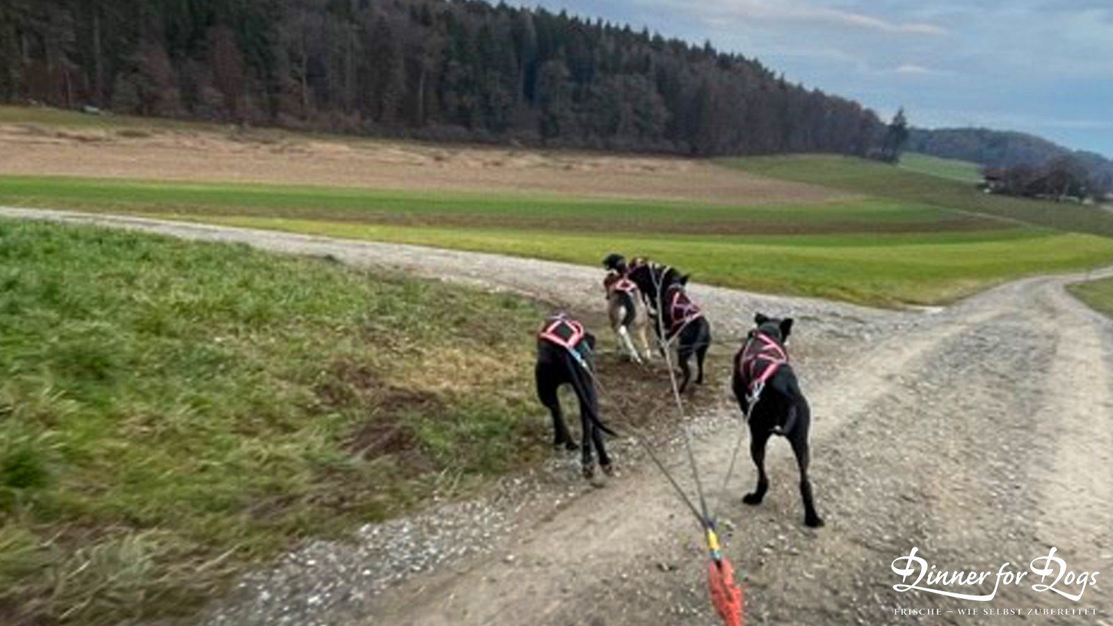 Das Bild zeigt die Dinner for Dogs-Markenbotschafterin Julia Perr auf einem Sportevent
