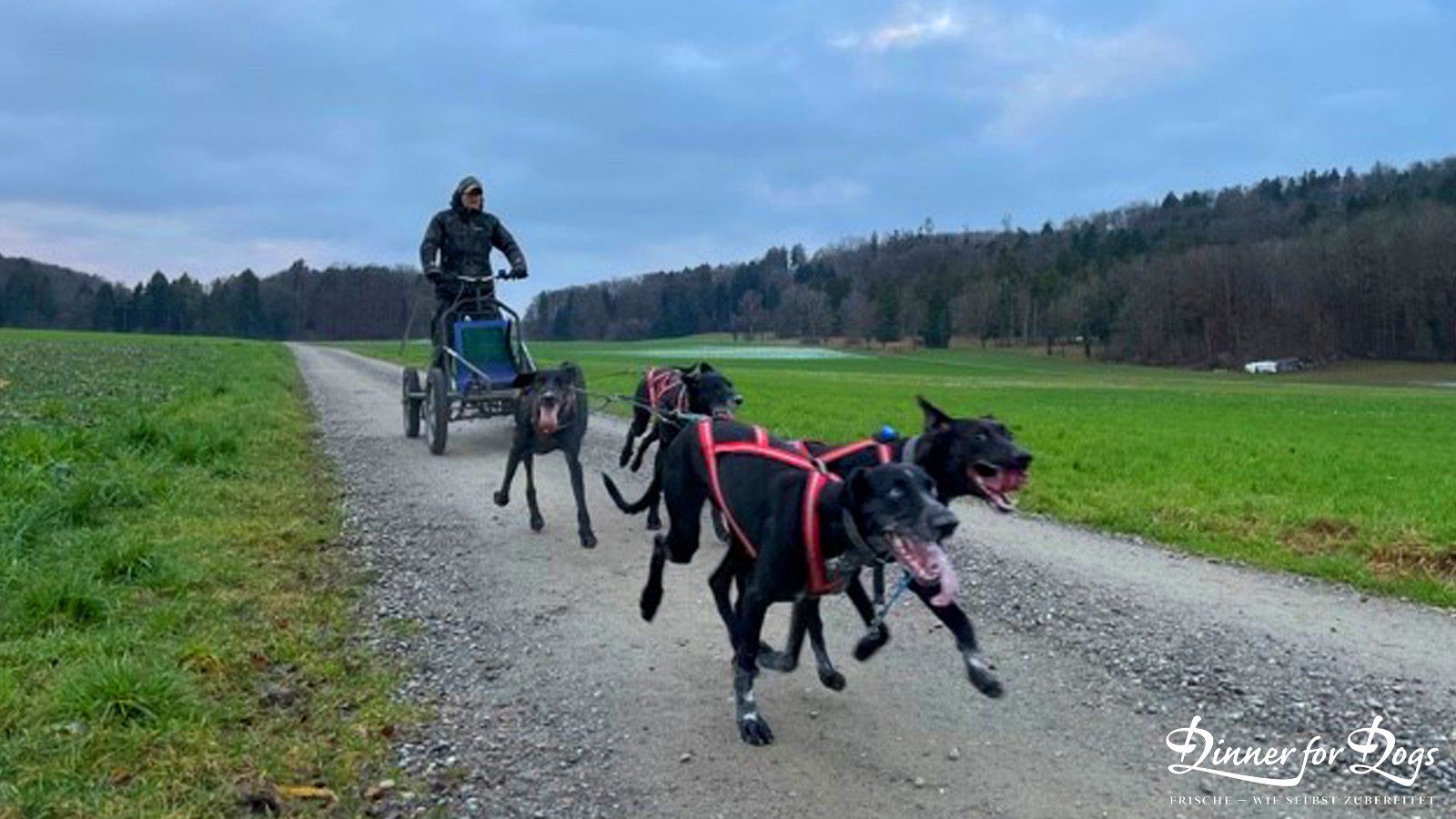 Das Bild zeigt die Dinner for Dogs-Markenbotschafterin Julia Perr auf einem Sportevent