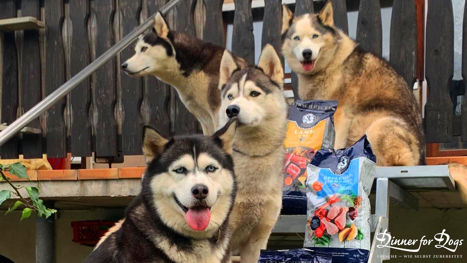 Das Bild zeigt die Dinner for Dogs-Markenbotschafterin Julia Perr auf einem Sportevent
