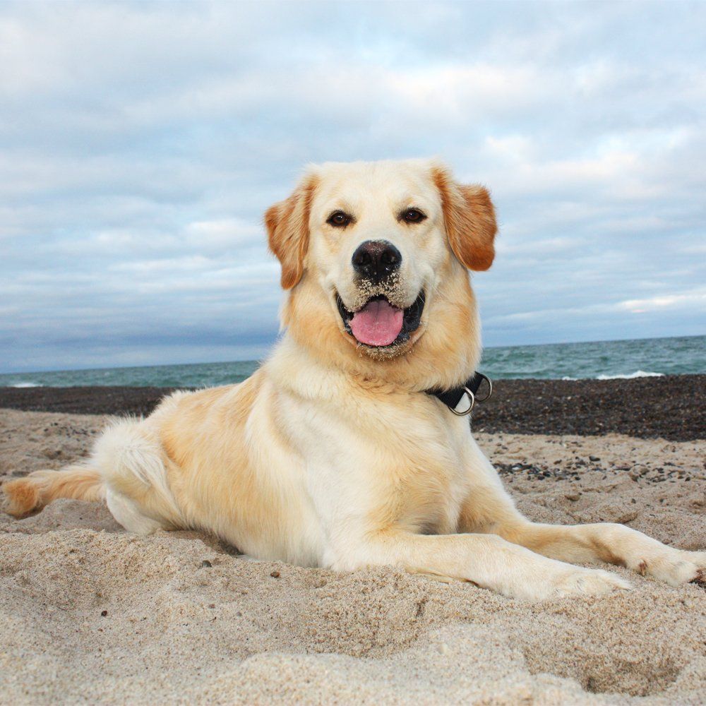 Das Bild zeigt den Hund eines unserer Kunden