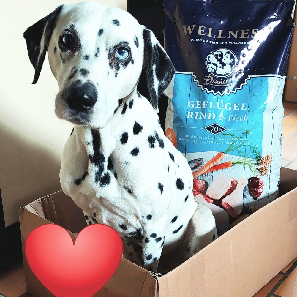 Das Bild zeigt den Hund eines unserer Kunden