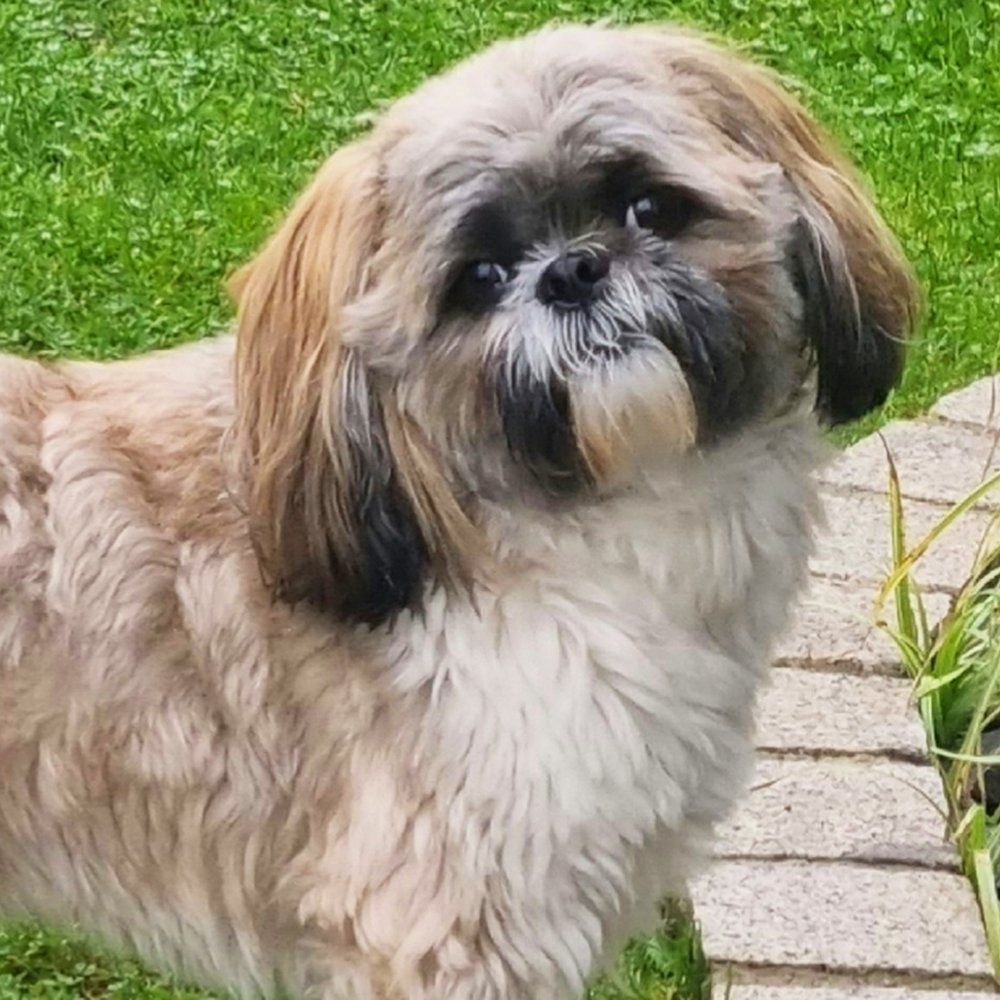 Das Bild zeigt den Hund eines unserer Kunden