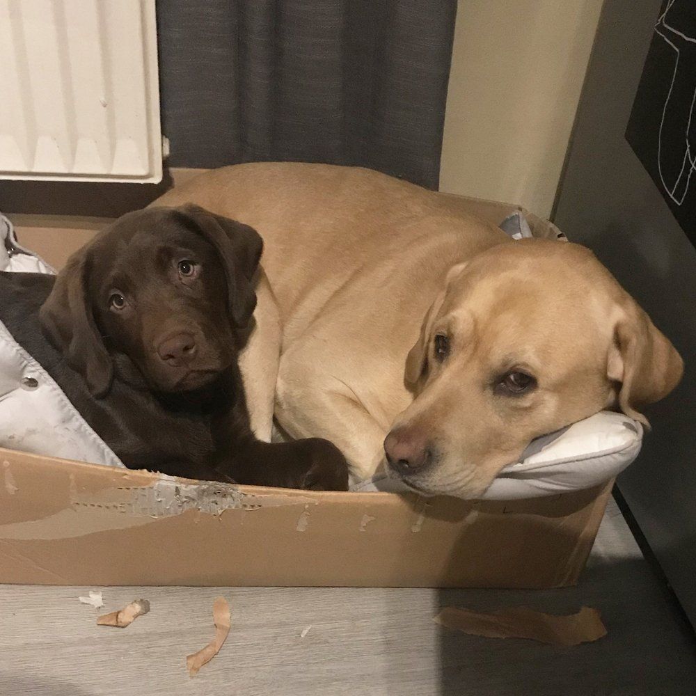 Das Bild zeigt den Hund eines unserer Kunden