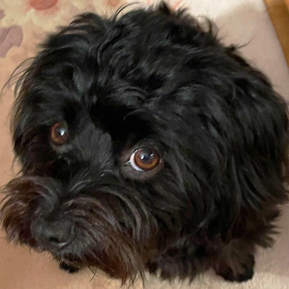 Das Bild zeigt den Hund eines unserer Kunden