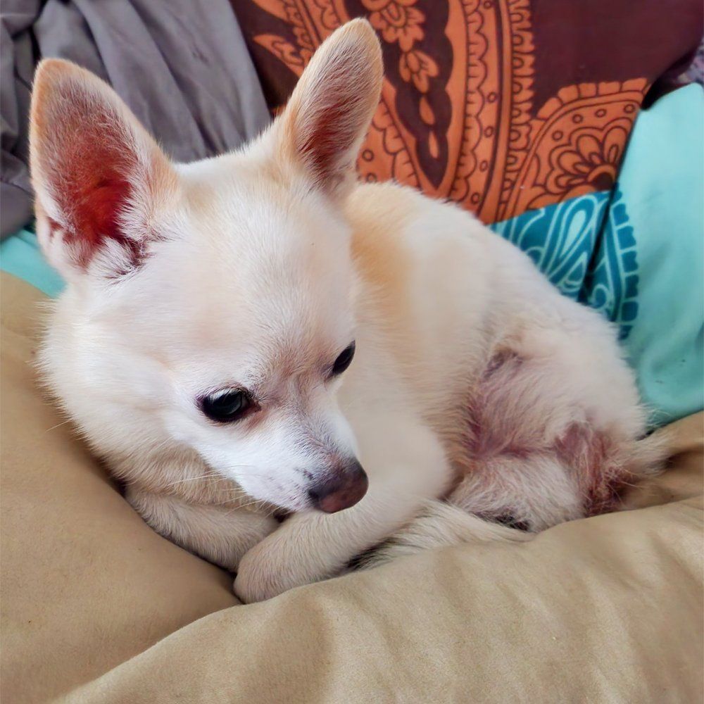 Das Bild zeigt einen Hund aus den Kundenfeedbacks