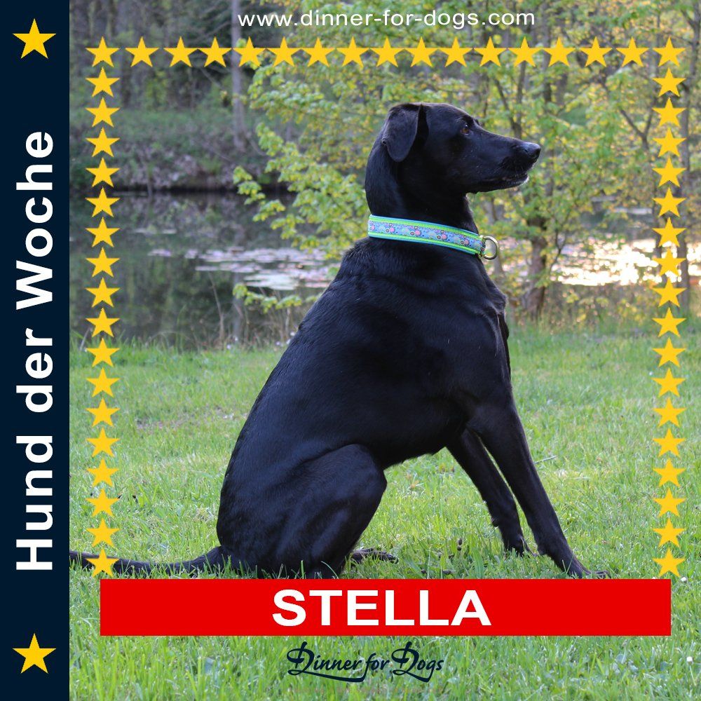 Das Bild zeigt den Hund eines unserer Kunden