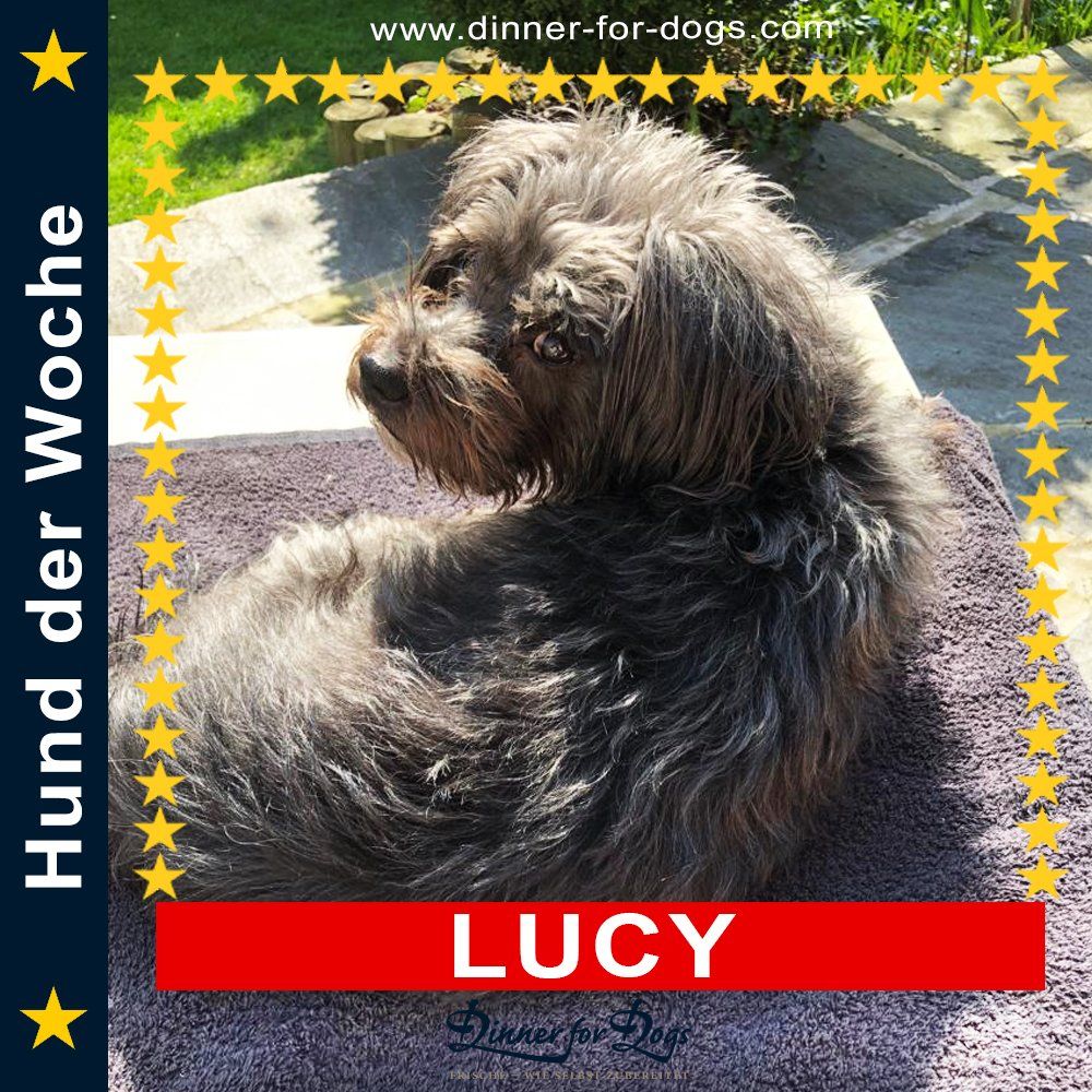 Das Bild zeigt den Hund eines unserer Kunden