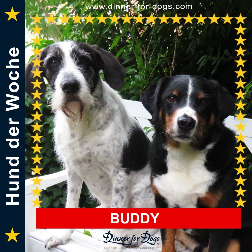 Das Bild zeigt den Hund eines unserer Kunden