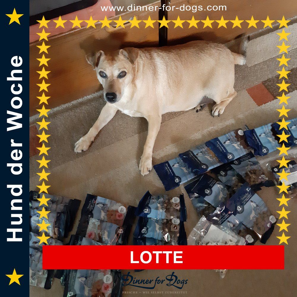 Das Bild zeigt den Hund eines unserer Kunden