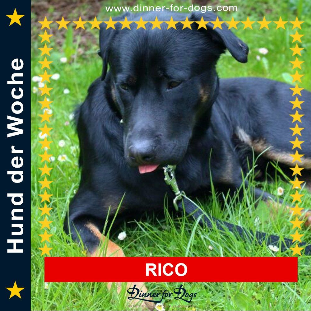 Das Bild zeigt den Hund eines unserer Kunden