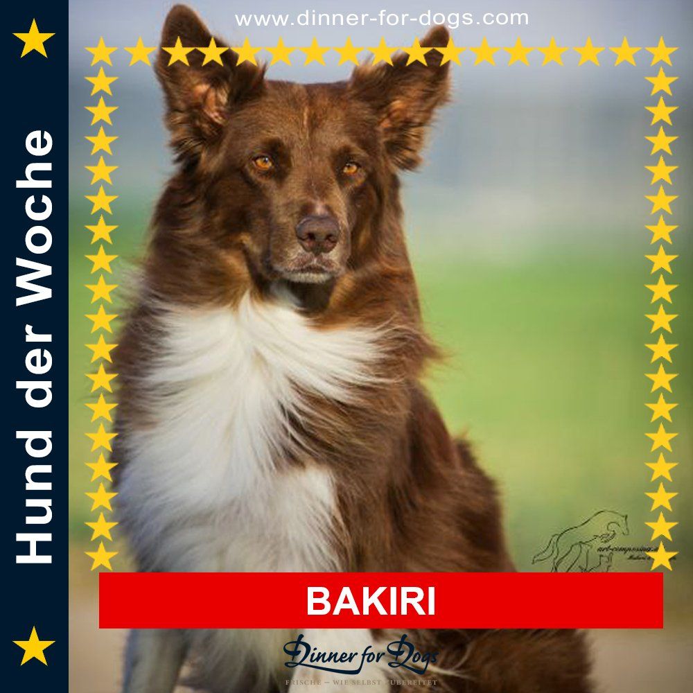 Das Bild zeigt den Hund eines unserer Kunden