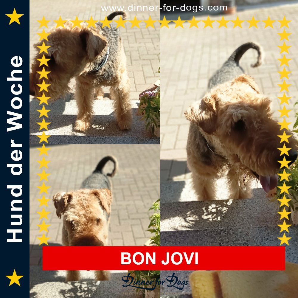 Das Bild zeigt den Hund eines unserer Kunden