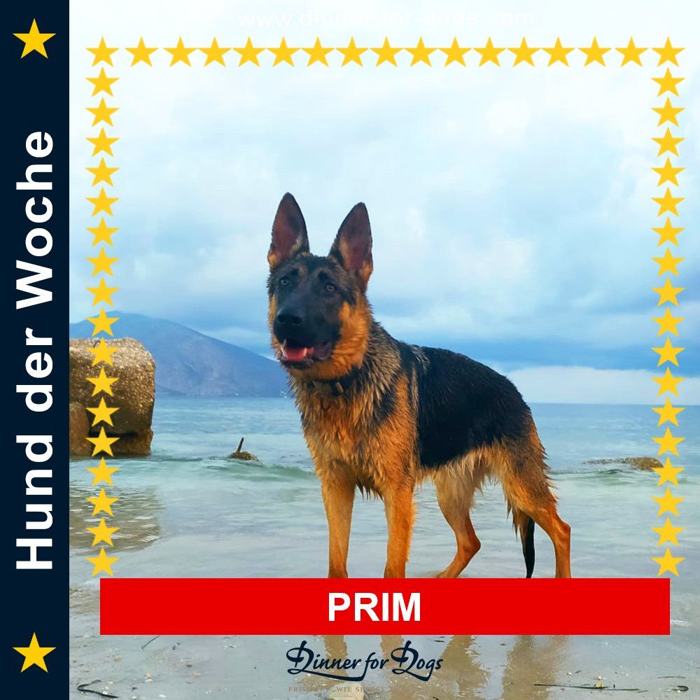 Das Bild zeigt den Hund eines unserer Kunden