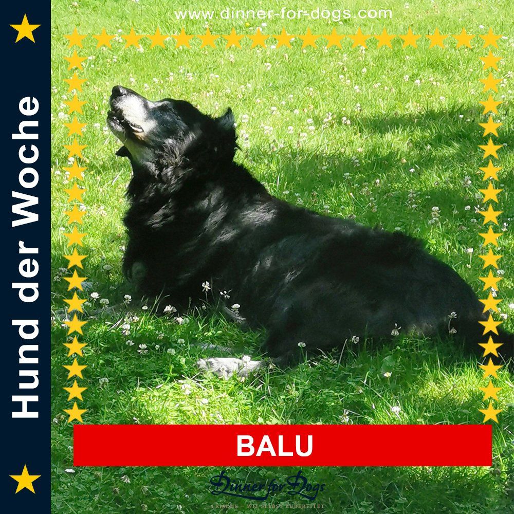 Das Bild zeigt den Hund eines unserer Kunden