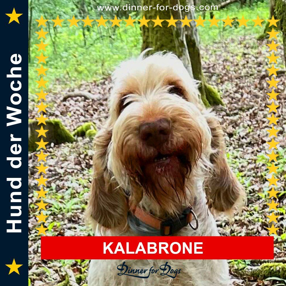 Das Bild zeigt einen Hund aus der Rubrik Kundenfeedback