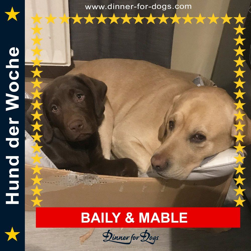 Das Bild zeigt den Hund eines unserer Kunden