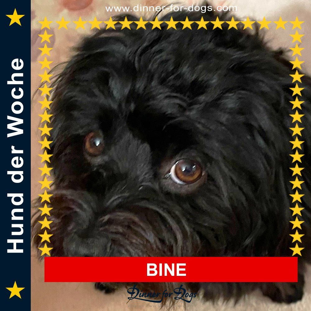 Das Bild zeigt den Hund eines unserer Kunden