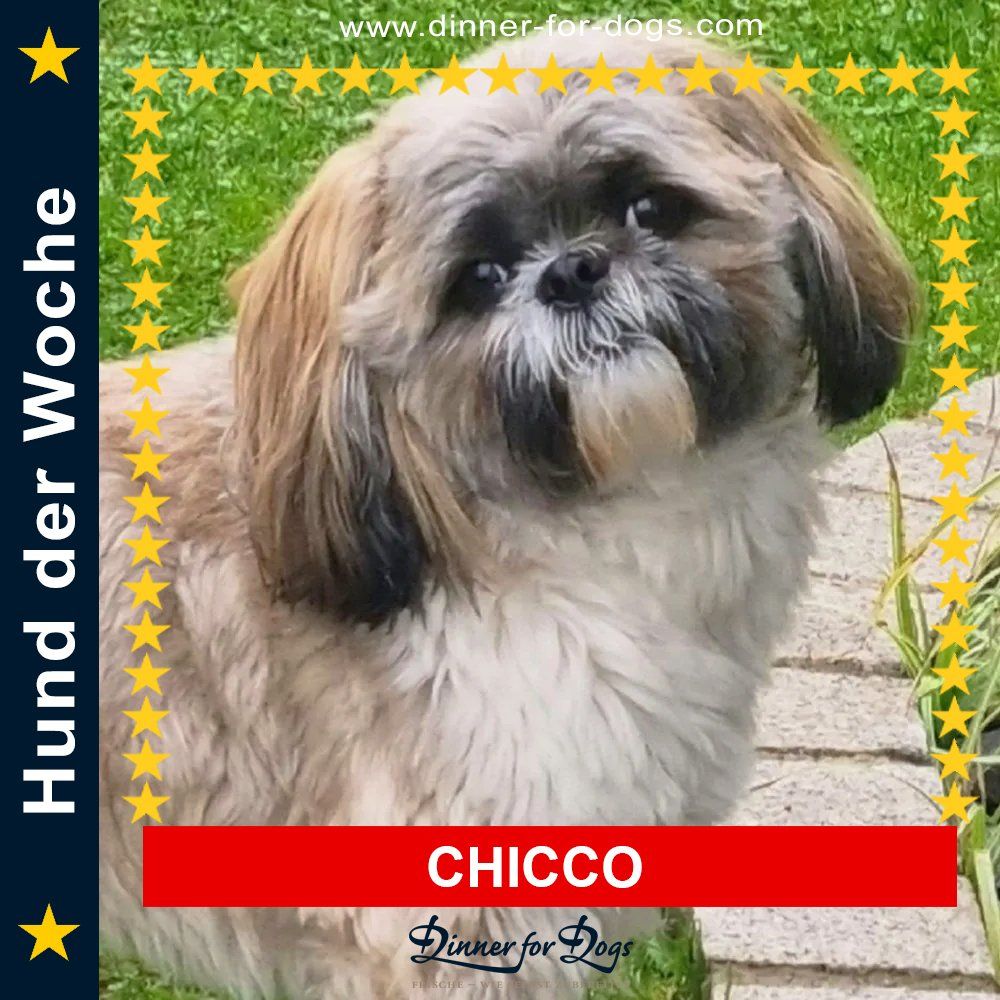 Das Bild zeigt einen Hund aus den Kundenfeedbacks