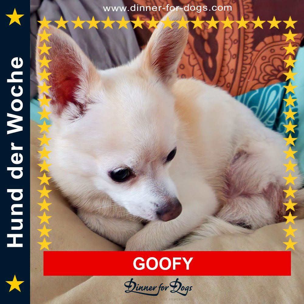 Das Bild zeigt den Hund eines unserer Kunden