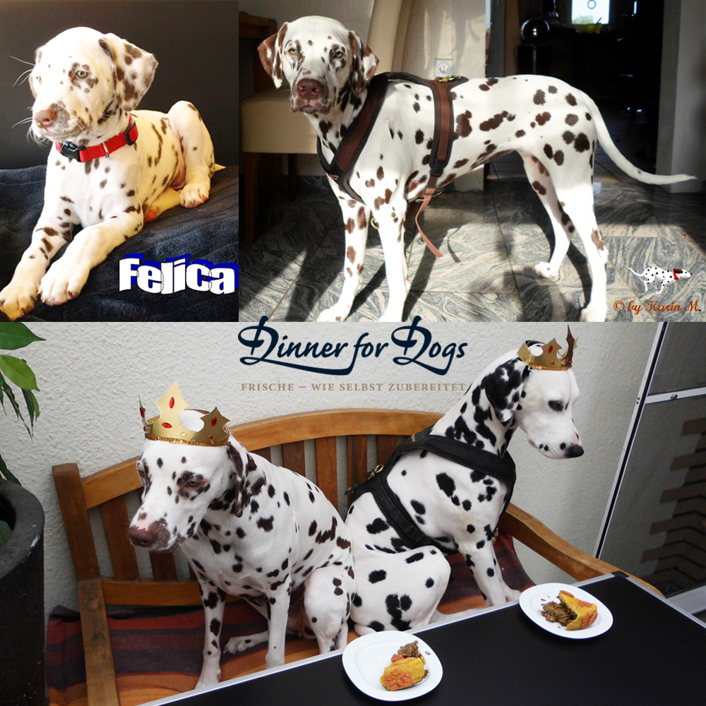 Das Bild zeigt den Hund eines unserer Kunden