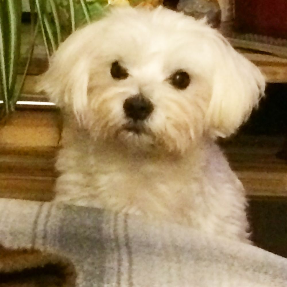 Das Bild zeigt den Hund eines unserer Kunden