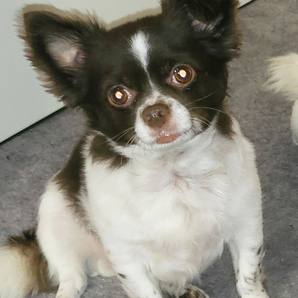 Das Bild zeigt den Hund eines unserer Kunden