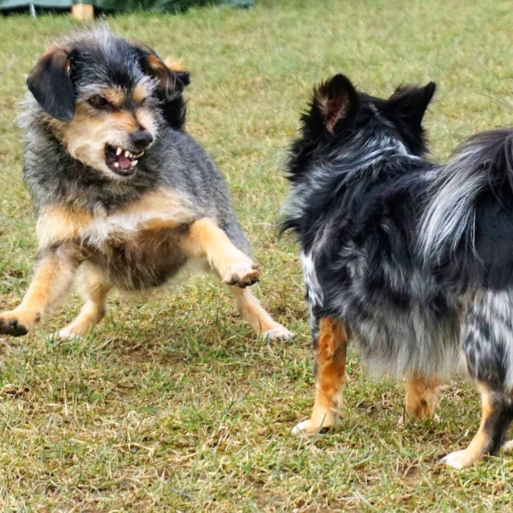 Das Bild zeigt den Hund eines unserer Kunden