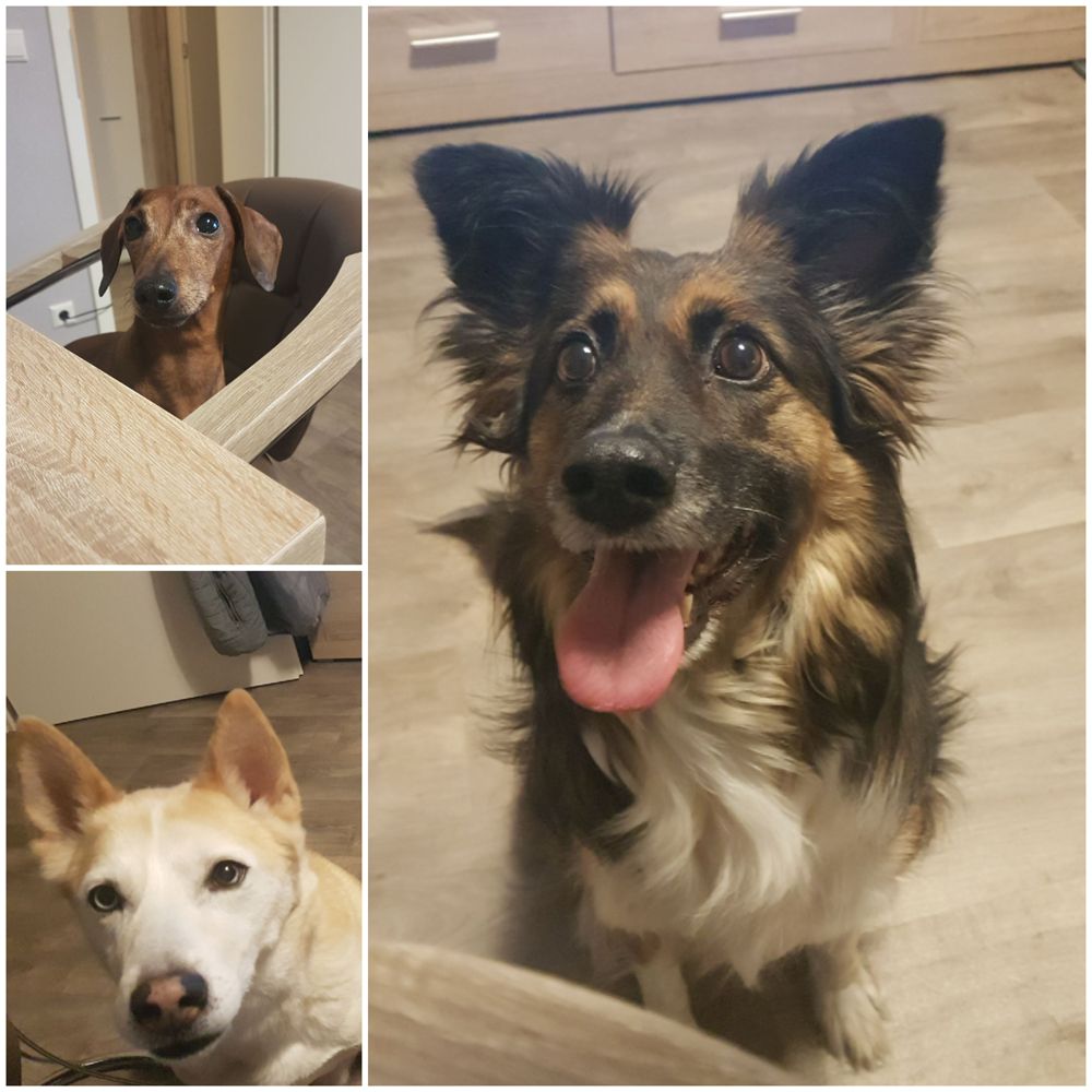 Das Bild zeigt den Hund eines unserer Kunden