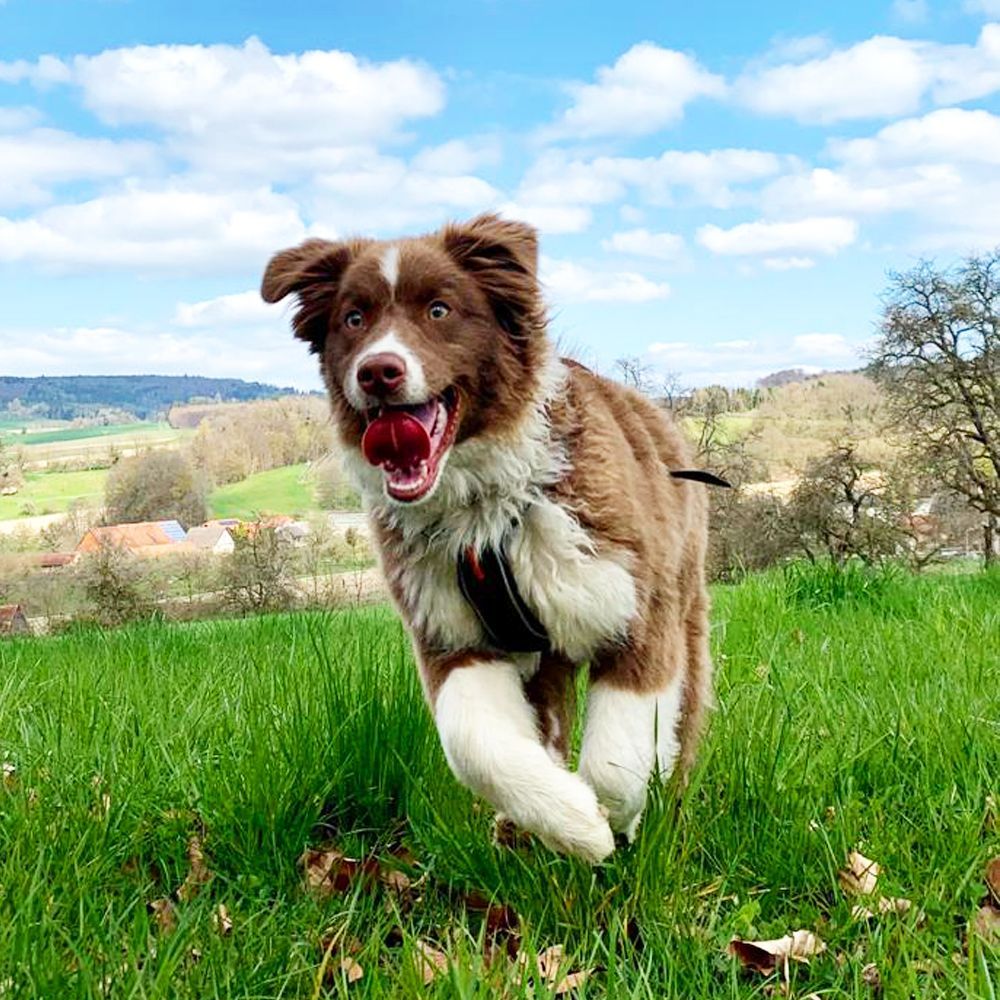 Das Bild zeigt den Hund eines unserer Kunden